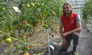 Malo Jestin-Fagon devant des plants de tomate