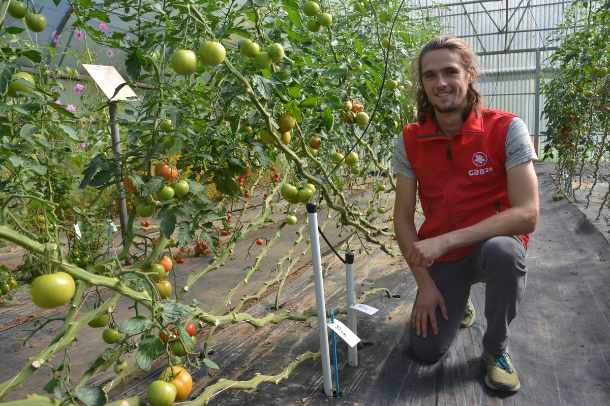 Malo Jestin-Fagon devant des plants de tomate - Illustration Moins d’eau mais autant de rendement