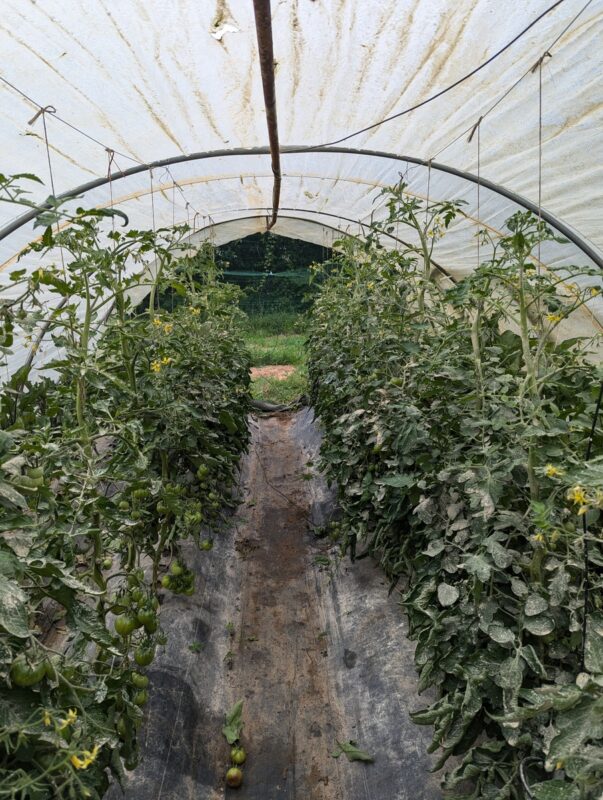 Plants de tomate sous serre