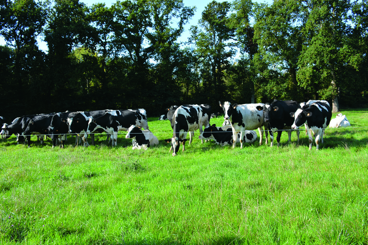 Vaches au pâturage