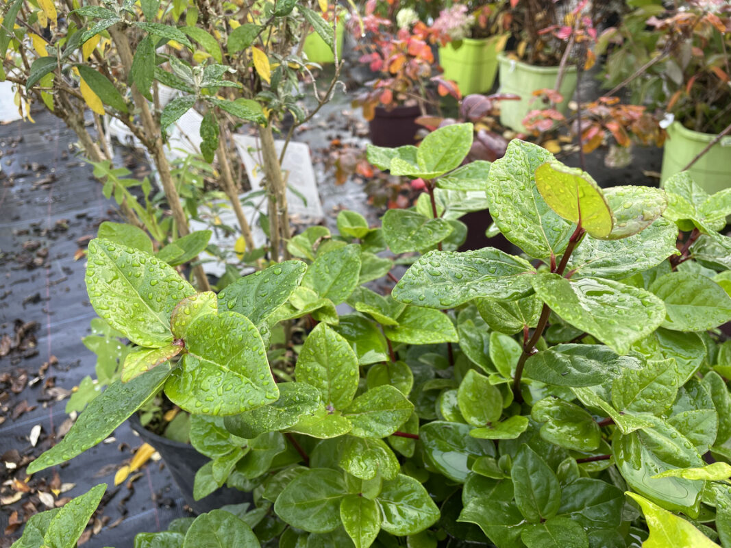 Viburnum tinus après arrosage