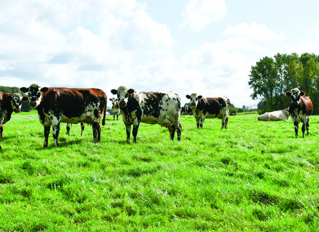 Les vaches laitières au pâturage