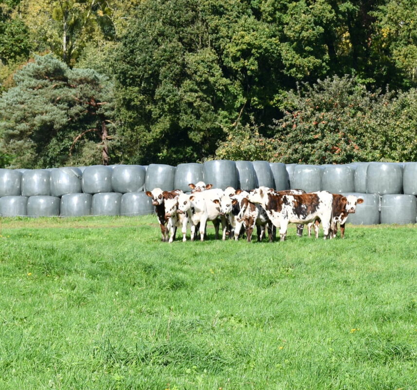 Des génisses devant les bottes d'enrubannage