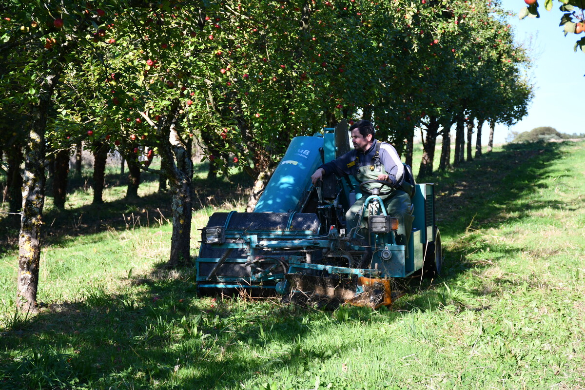 Le producteur sur sa récolteuse de pommes