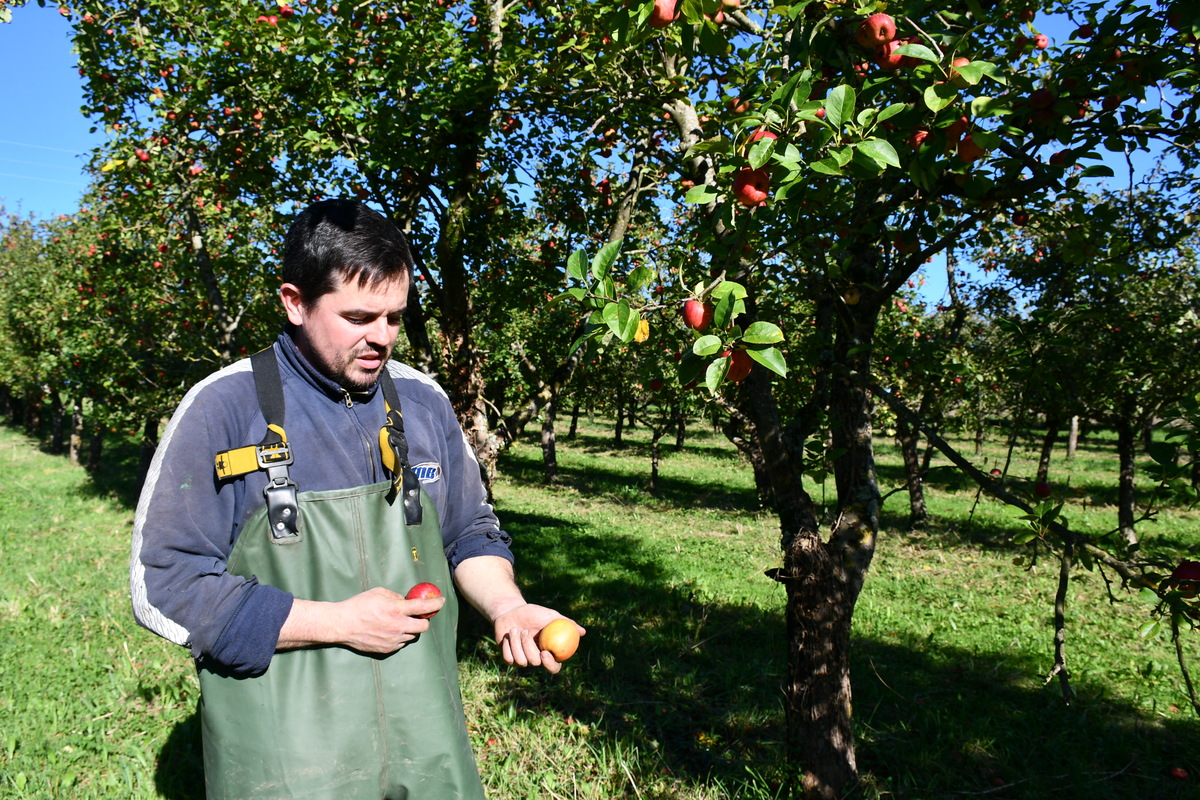 Le producteur montre des pommes