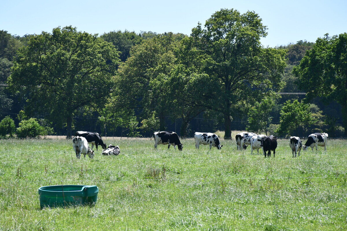 vaches Prim'Holstein au pâturage avec abreuvoir et arbres - Illustration Élevage de ruminants : Moins de méthane demain,  c’est possible