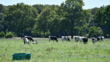 vaches Prim'Holstein au pâturage avec abreuvoir et arbres