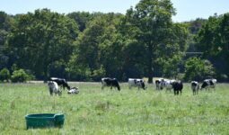 vaches Prim'Holstein au pâturage avec abreuvoir et arbres