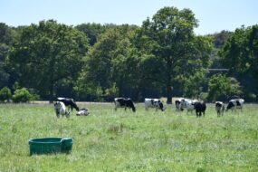 vaches Prim'Holstein au pâturage avec abreuvoir et arbres