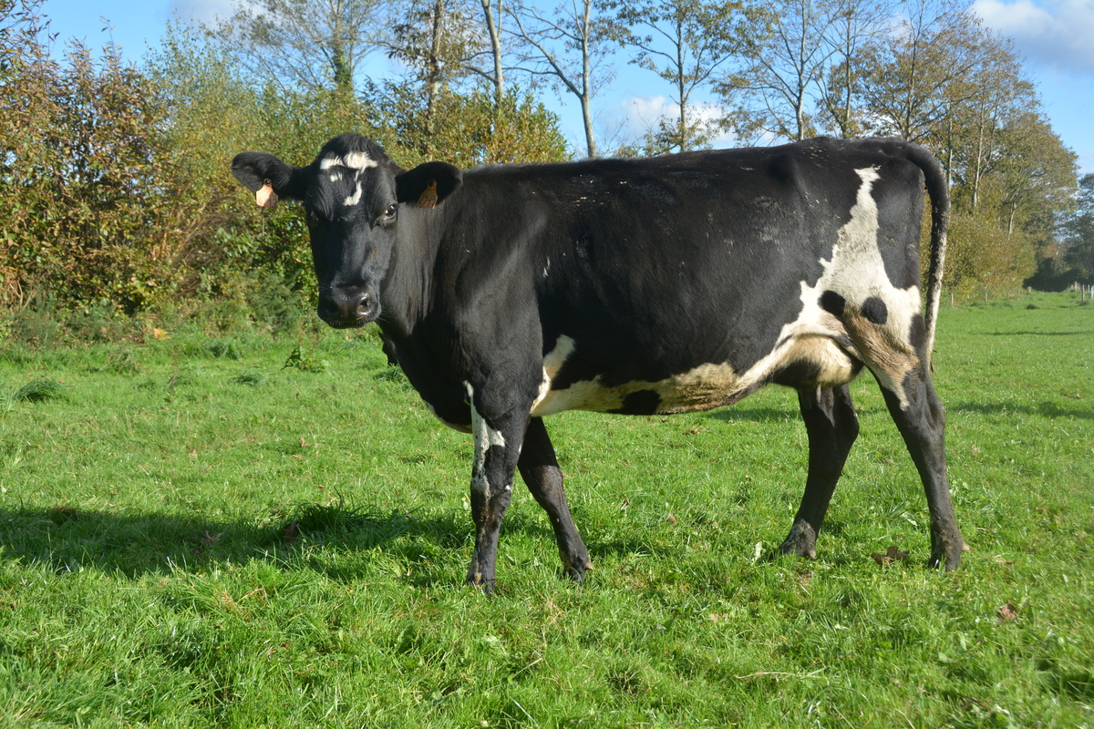 Vache croisée