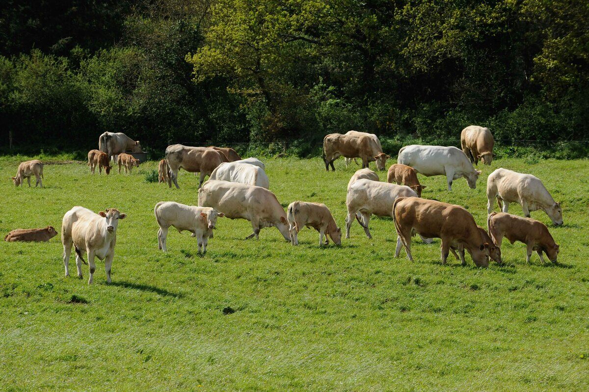 Un troupeau de vaches allaitantes. - Illustration BVD, que change le nouvel arrêté pour les éleveurs bretons ?