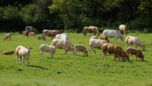 Un troupeau de vaches allaitantes.