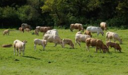 Un troupeau de vaches allaitantes.