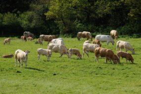 Un troupeau de vaches allaitantes.