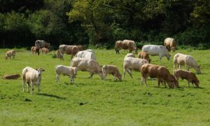 Un troupeau de vaches allaitantes.