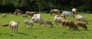 Un troupeau de vaches allaitantes.