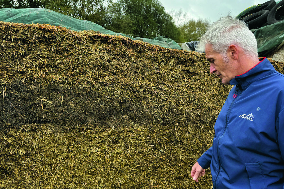 Un éleveur devant un silo d'ensilage de méteil - Illustration Le méteil fourrager a remplacé le RGI en dérobée