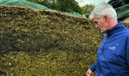 Un éleveur devant un silo d'ensilage de méteil