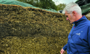 Un éleveur devant un silo d'ensilage de méteil