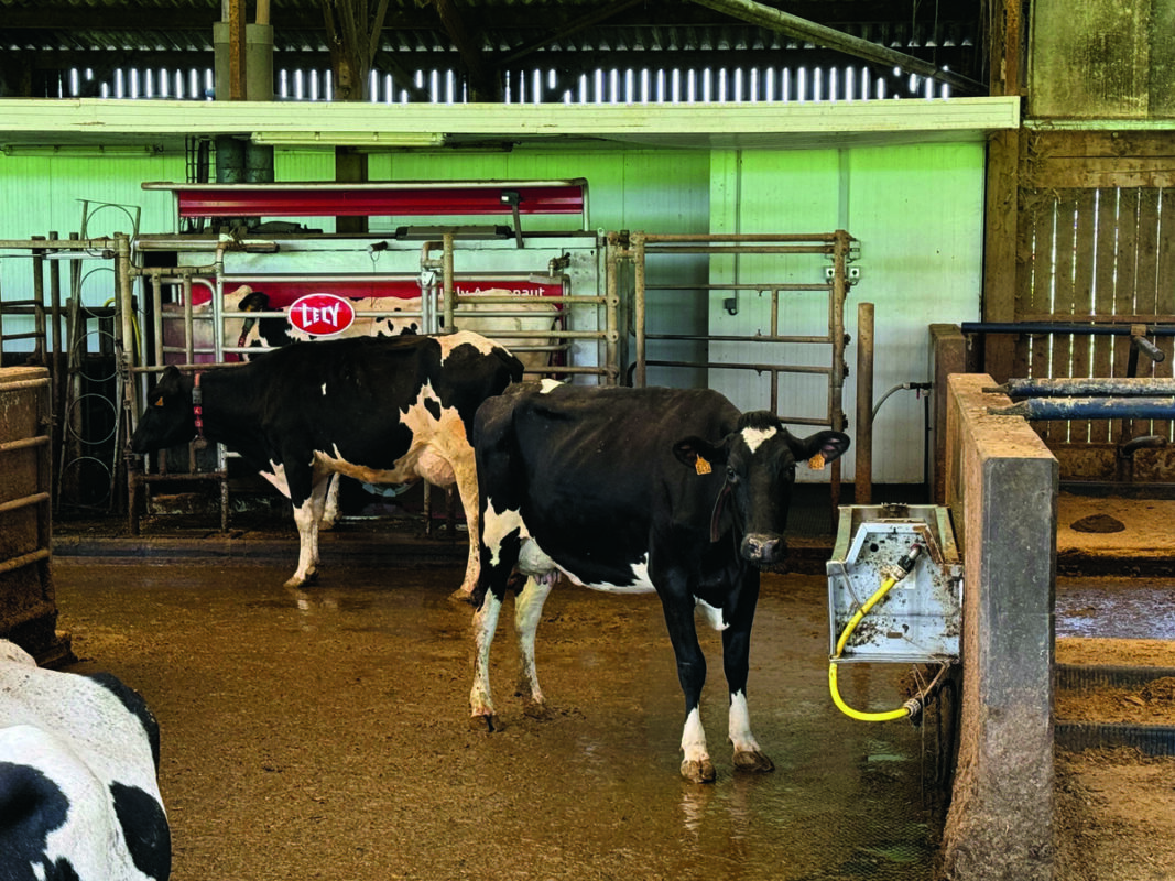 Des vaches laitières devant un robot de traite.