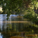 rivière avec arbres sur les abords