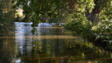 rivière avec arbres sur les abords