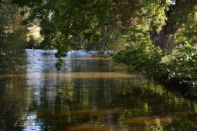 rivière avec arbres sur les abords