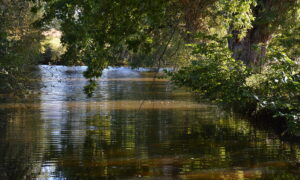 rivière avec arbres sur les abords