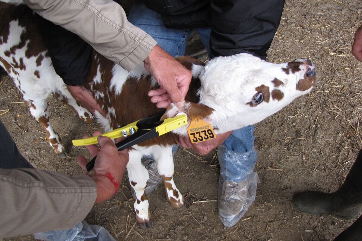 Veau en train de se faire boucler - Illustration Analyser le cartilage des jeunes animaux