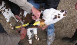 Veau en train de se faire boucler