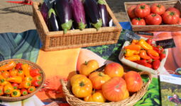 Légumes en présentation