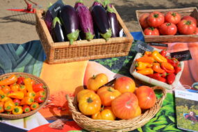 Légumes en présentation