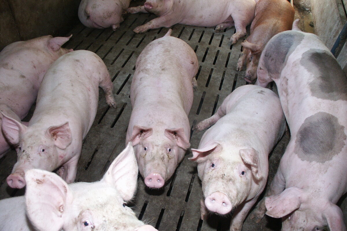 Porcs charcutiers sur caillebotis   - Illustration Une baisse du prix du porc de 8,6 centimes en octobre