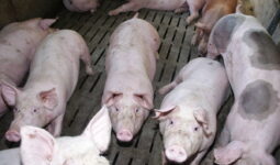 Porcs charcutiers sur caillebotis