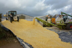 Tassage de maïs grain humide en silo couloir