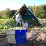 Un plumeur, saisonnier au travail dans un champ de haricot coco de Paimpol