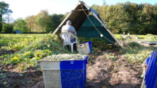 Un plumeur, saisonnier au travail dans un champ de haricot coco de Paimpol