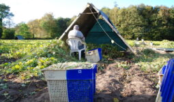 Un plumeur, saisonnier au travail dans un champ de haricot coco de Paimpol