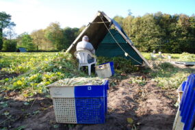 Un plumeur, saisonnier au travail dans un champ de haricot coco de Paimpol