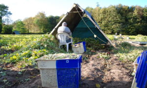 Un plumeur, saisonnier au travail dans un champ de haricot coco de Paimpol