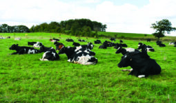 Les vaches ruminent sur une pâture avec des arbres dans le fond.