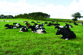 Les vaches ruminent sur une pâture avec des arbres dans le fond.