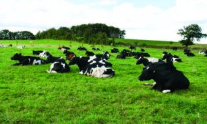 Les vaches ruminent sur une pâture avec des arbres dans le fond.