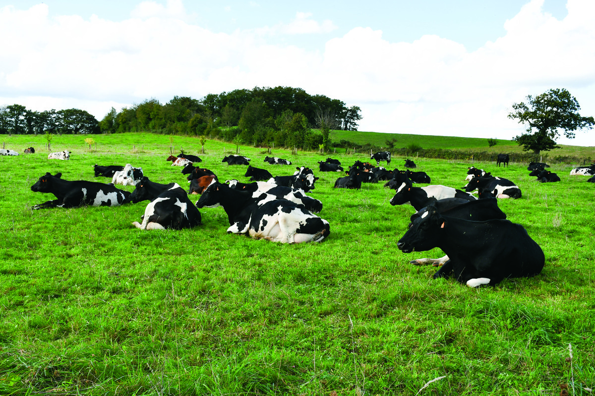 Les vaches ruminent sur une pâture avec des arbres dans le fond. - Illustration Les vaches vont pâturer en hiver