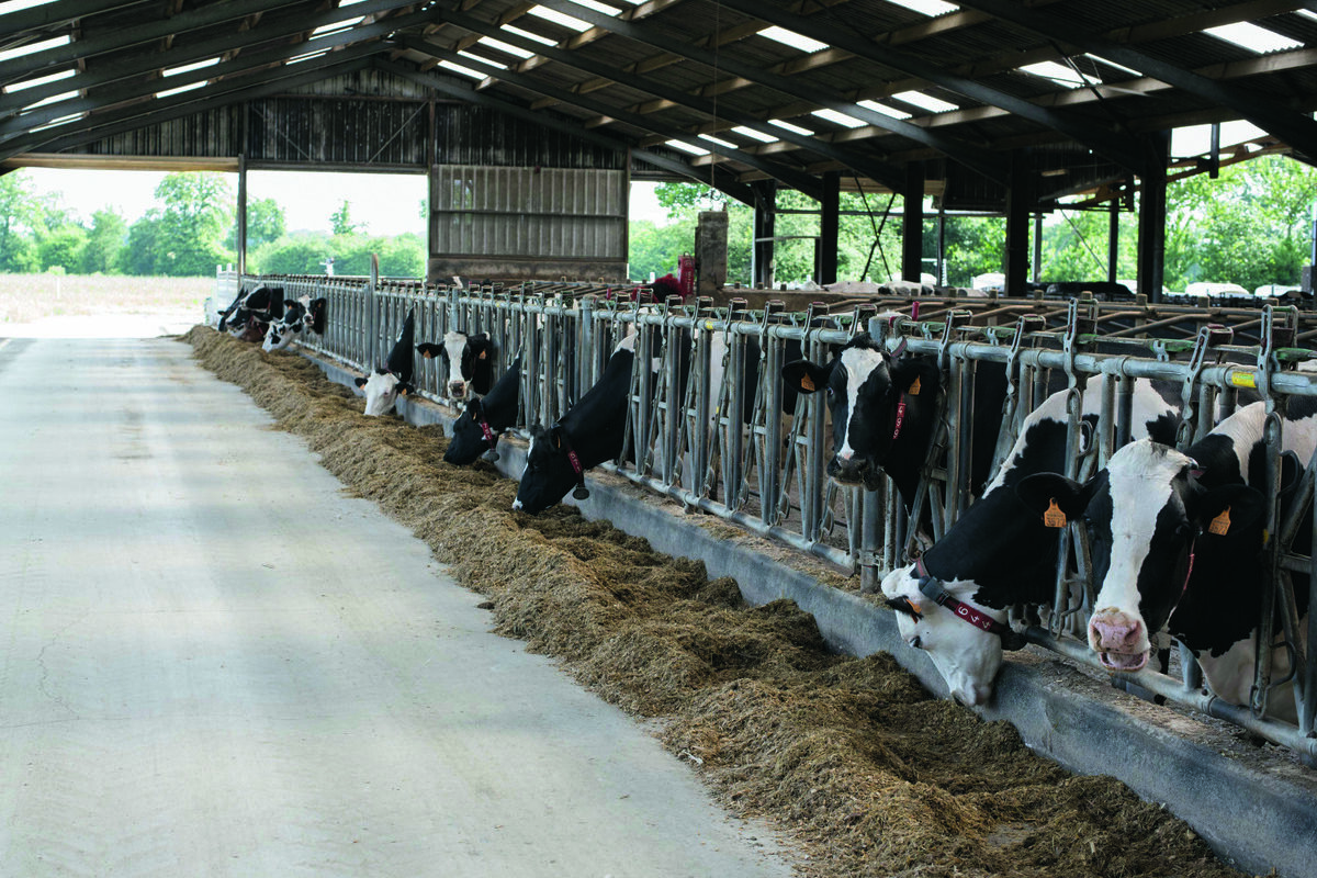 Des vaches laitières de race Prim'Holstein à la table d'alimentation. - Illustration Combien je dépense pour produire ce lait ?