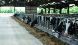 Des vaches laitières de race Prim'Holstein à la table d'alimentation.