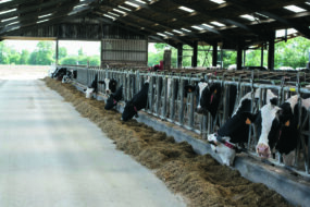 Des vaches laitières de race Prim'Holstein à la table d'alimentation.