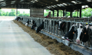 Des vaches laitières de race Prim'Holstein à la table d'alimentation.