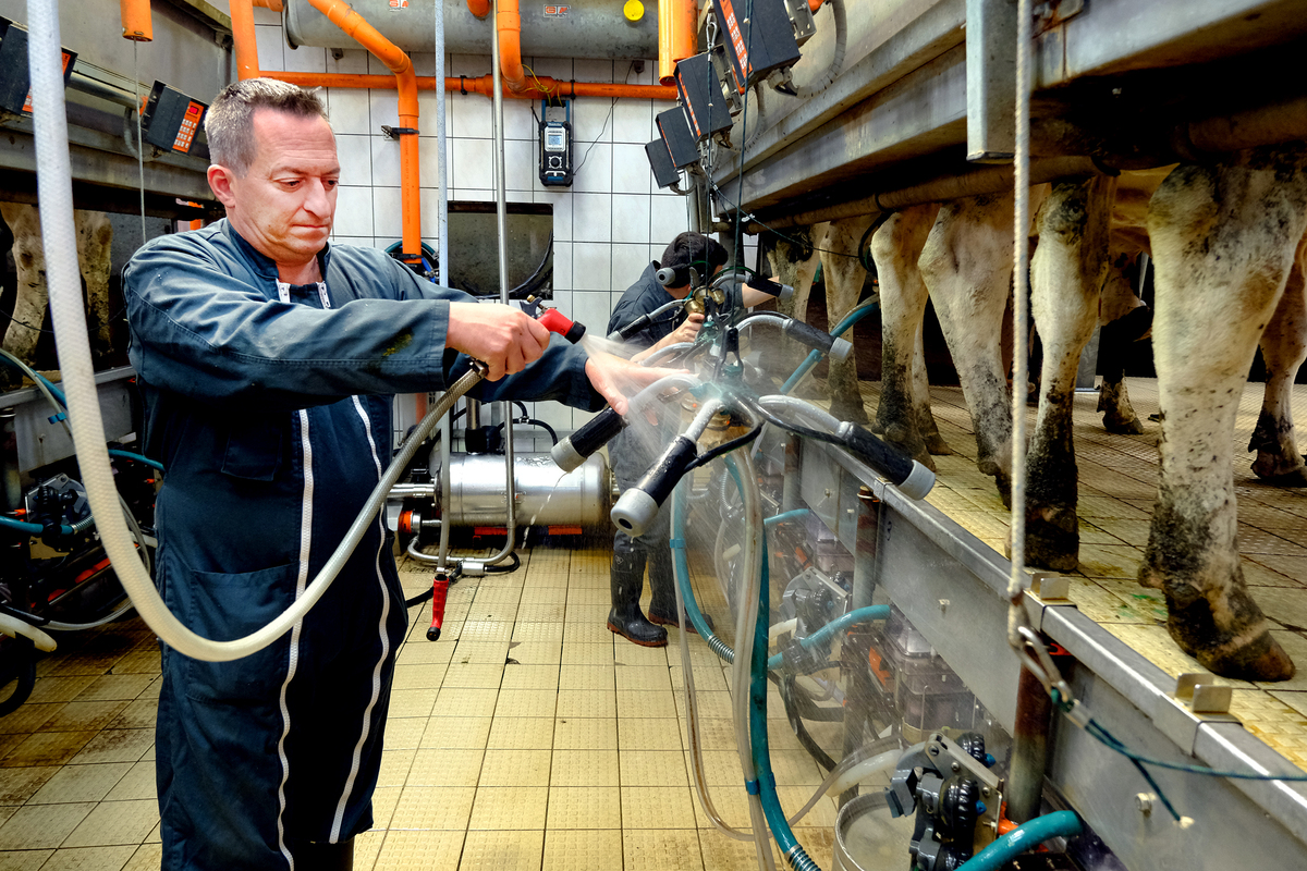 Un homme dans une salle de traite