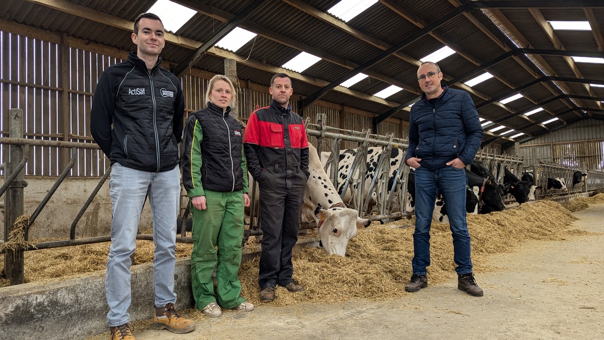 4 personnes dans une stabulation avec des vaches - Illustration Les taries au service de la productivité laitière